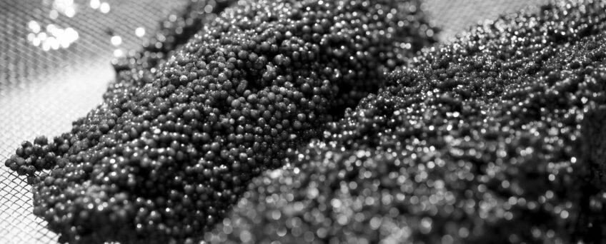 Quelle est la période production du caviar ?