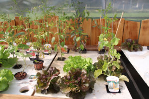 Les plantes cultivées dans la serre sont principalement des salades, des tomates et des plantes aromatiques.