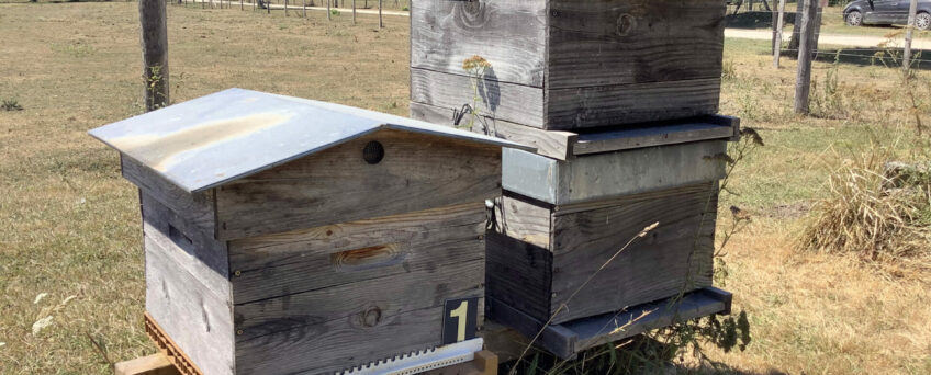 Caviar de Neuvic se lance dans l’apiculture !