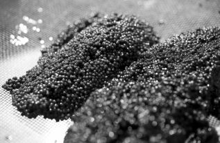 Quelle est la période production du caviar ?