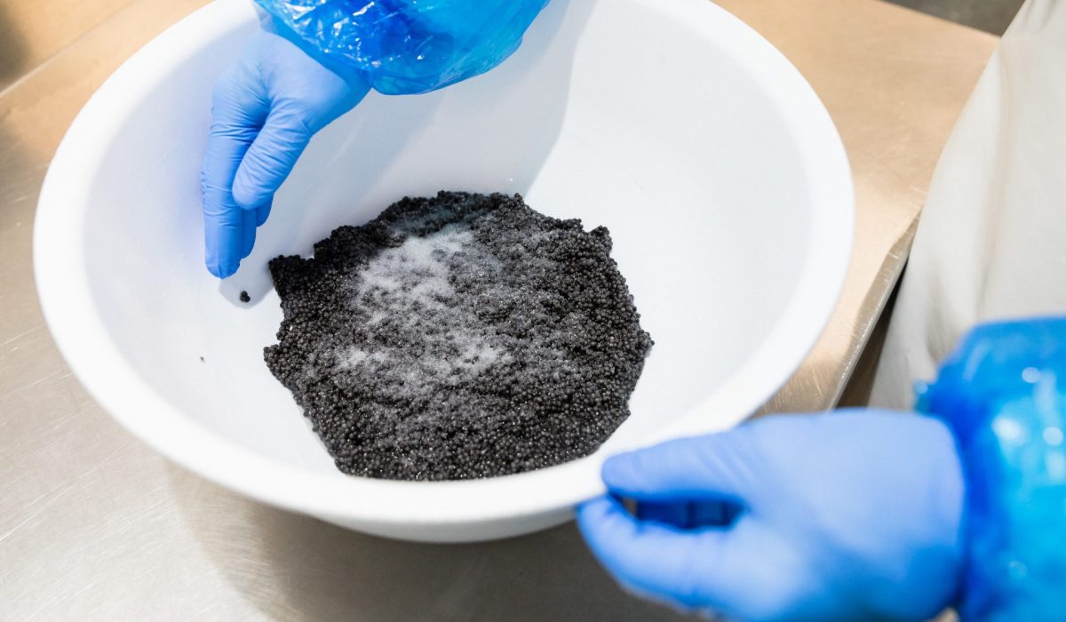 Pourquoi procède t-on au salage du caviar ?