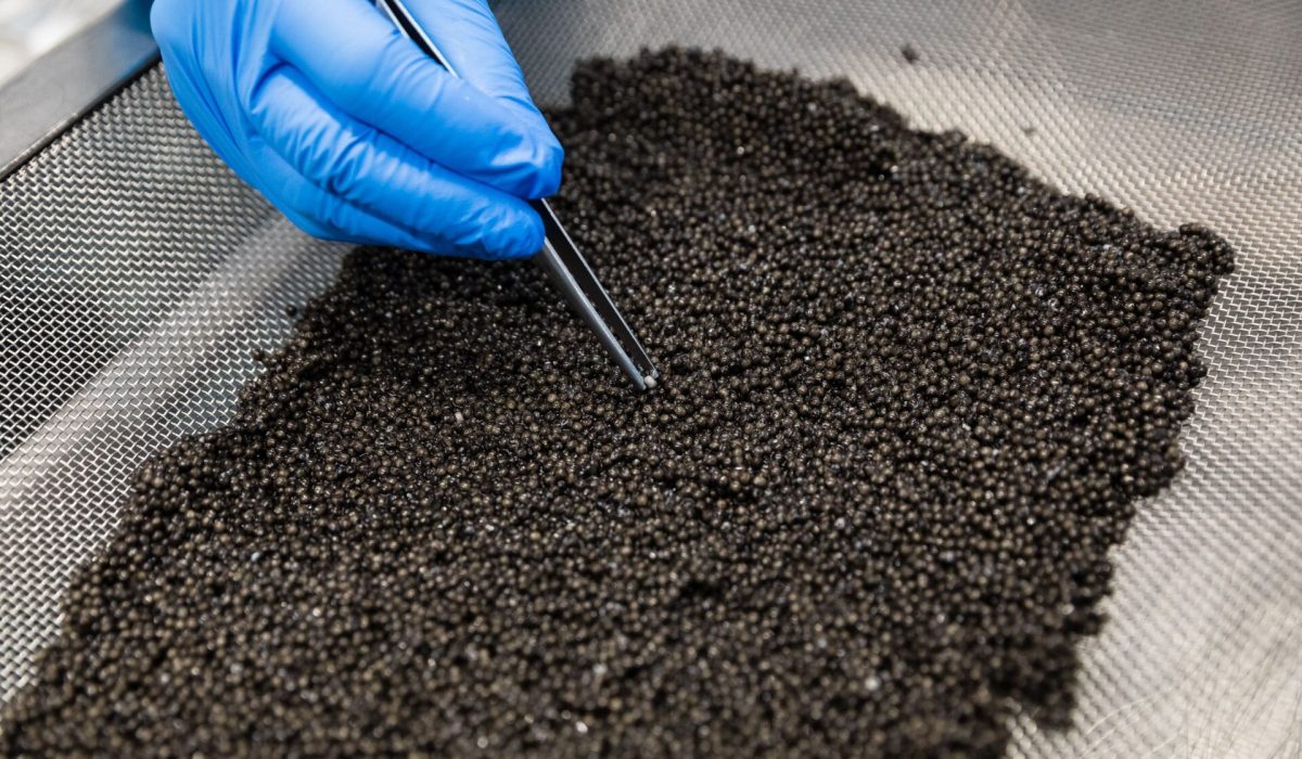 Peut-on congeler du caviar ?