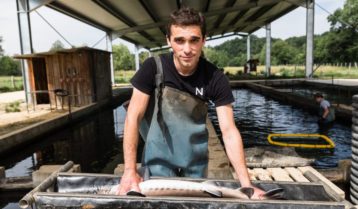 Le sexage des esturgeons