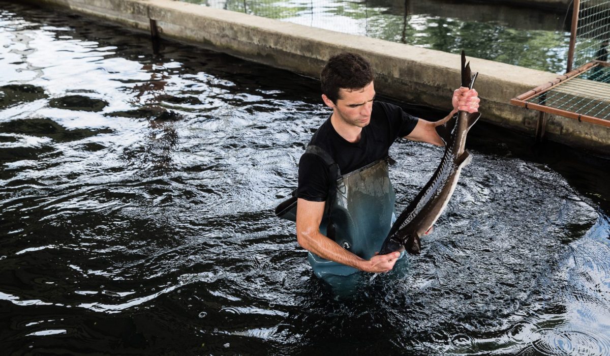 Quelle est la période production du caviar ?