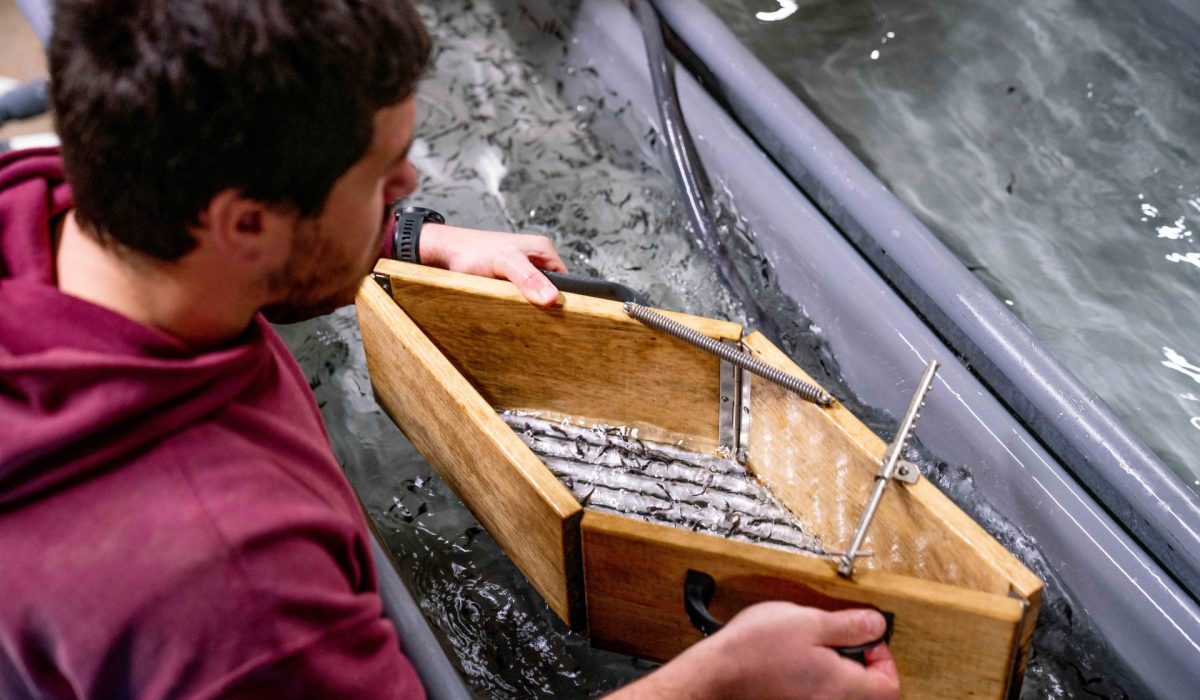 Les grandes étapes de l'élevage d'esturgeons