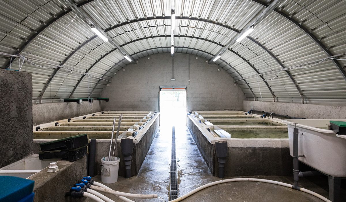 L'écloserie biologique au domaine