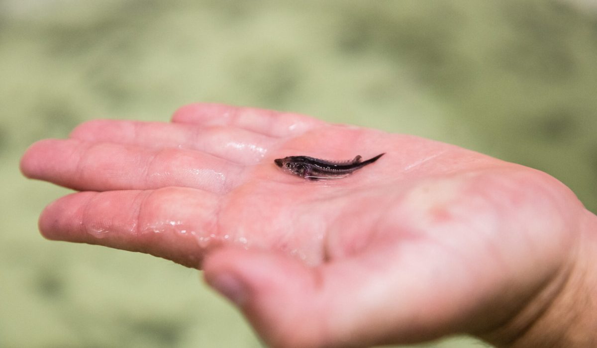 La reproduction dans notre écloserie biologique