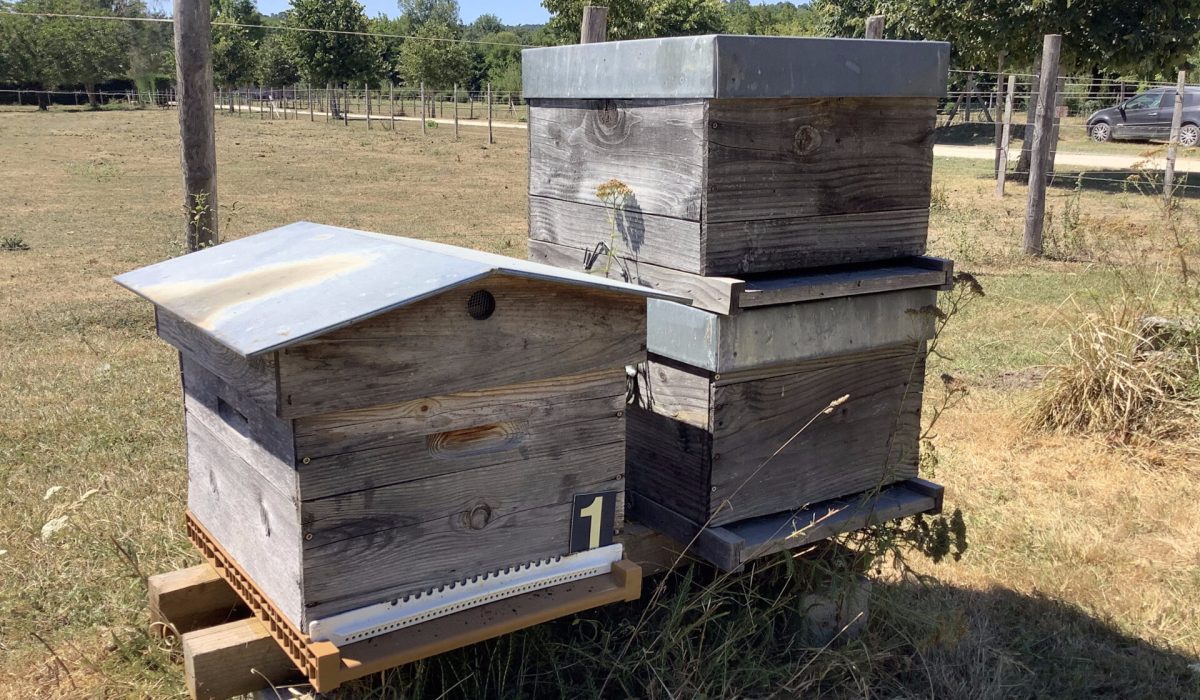Caviar de Neuvic se lance dans l’apiculture !