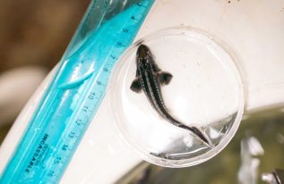 Pourquoi l'esturgeon est-il un poisson fascinant ?