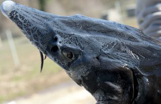 La disparition des esturgeons