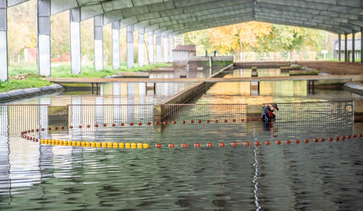 L’importance de la qualité de l’eau en élevage
